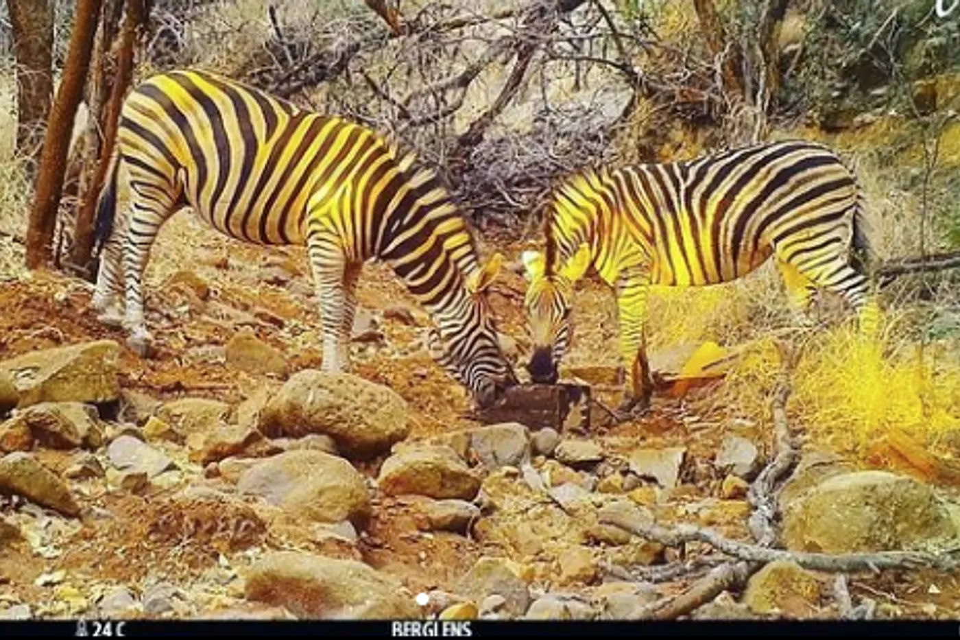 image four