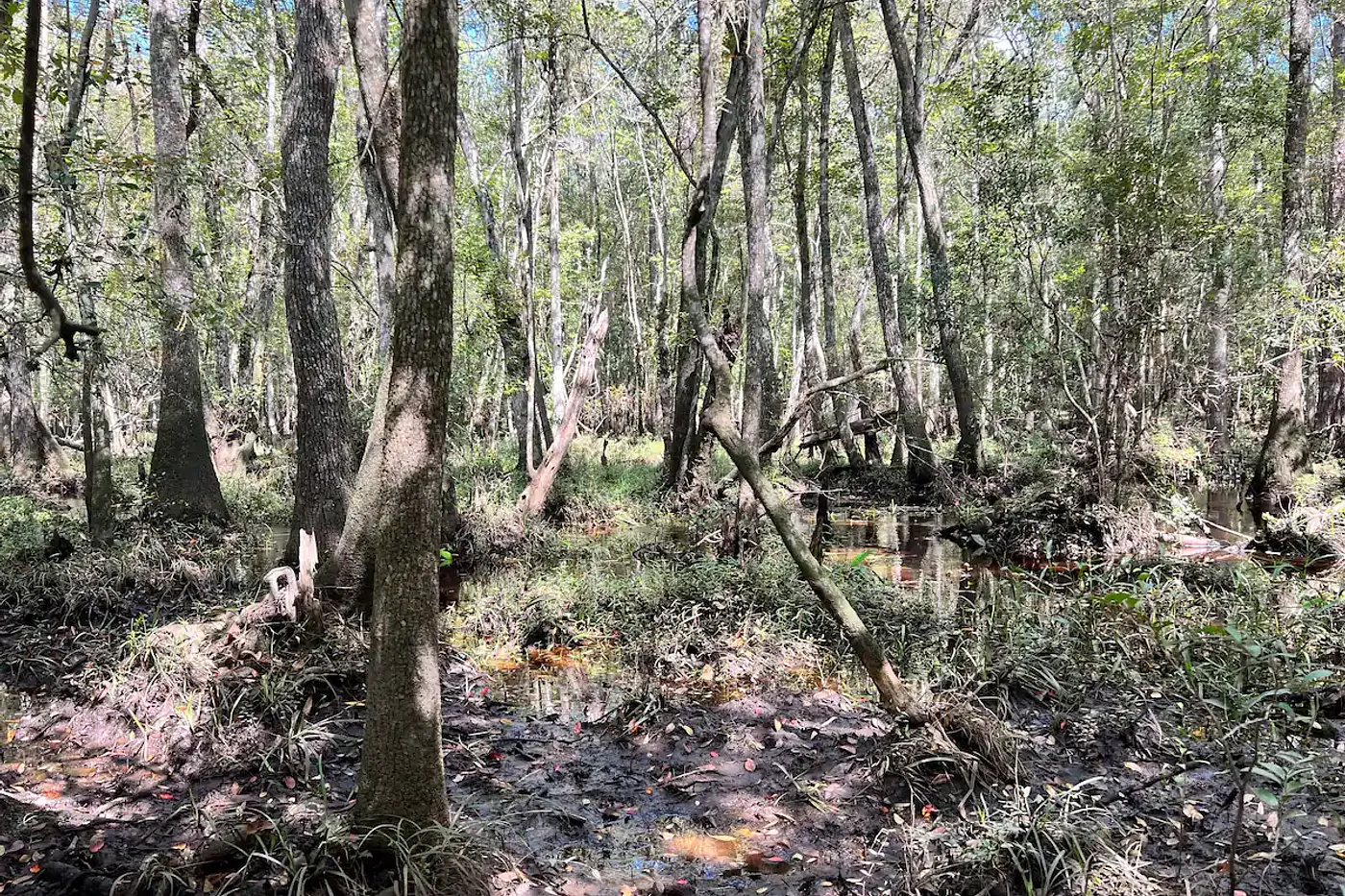 image three