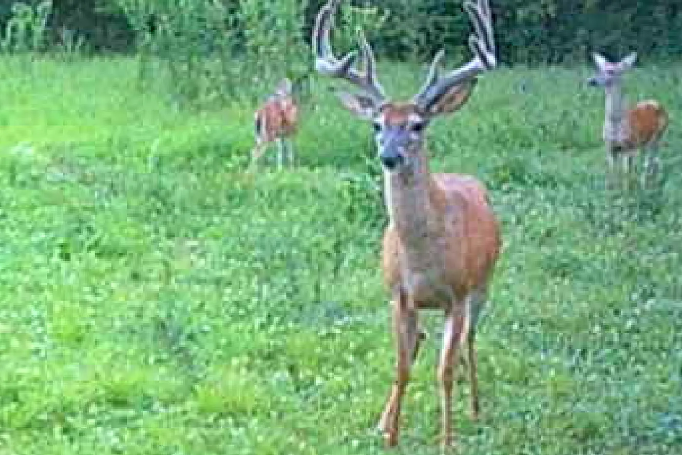 image four