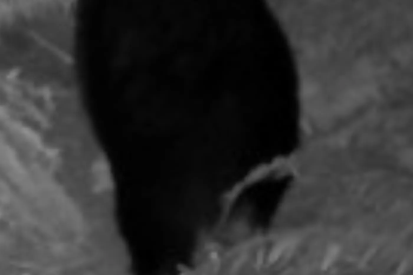 image four