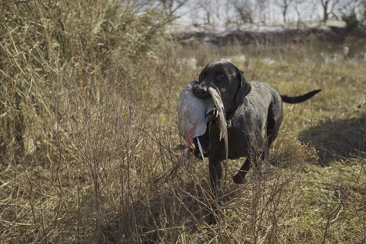 image one
