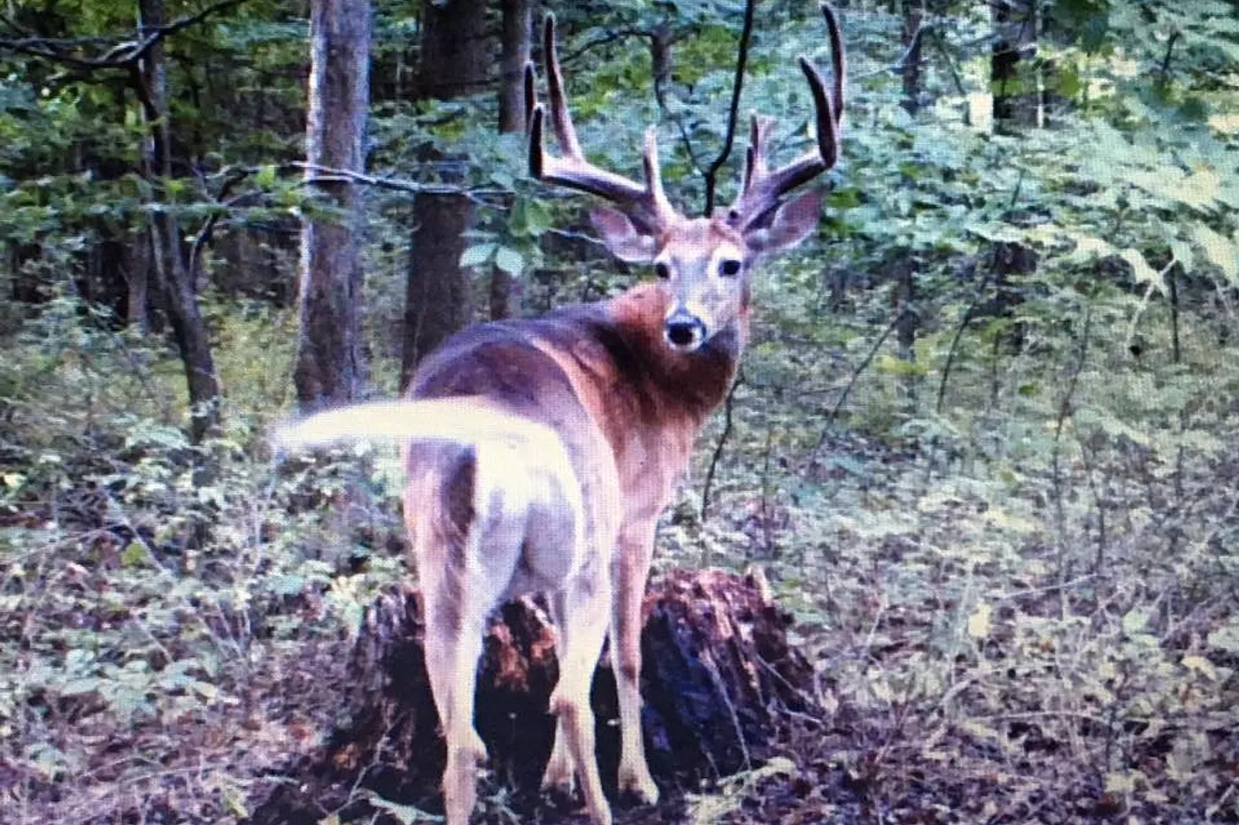 image four