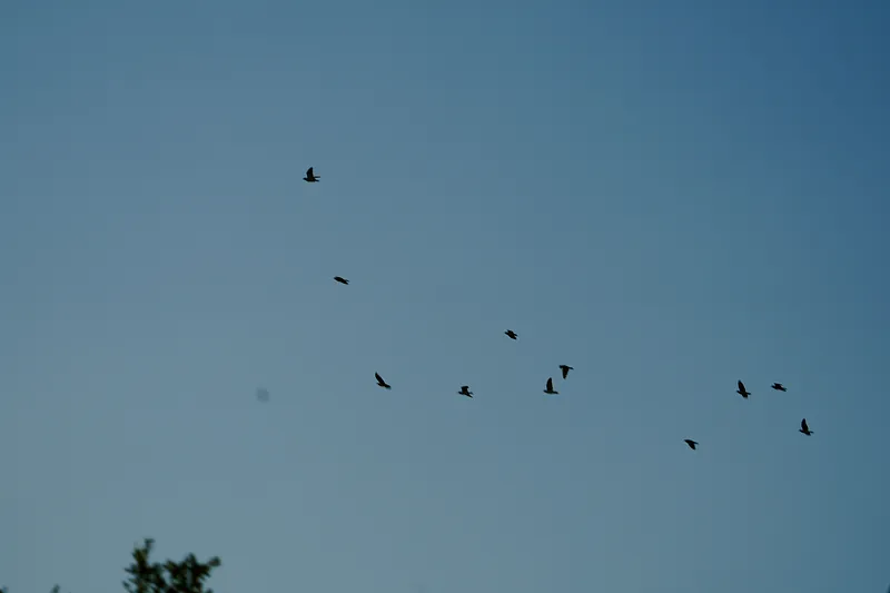 image 16