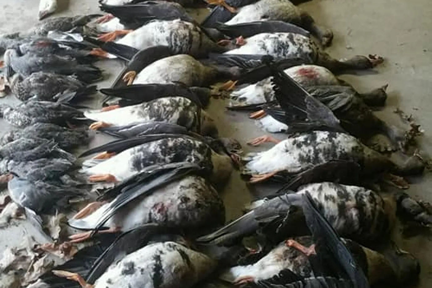image one