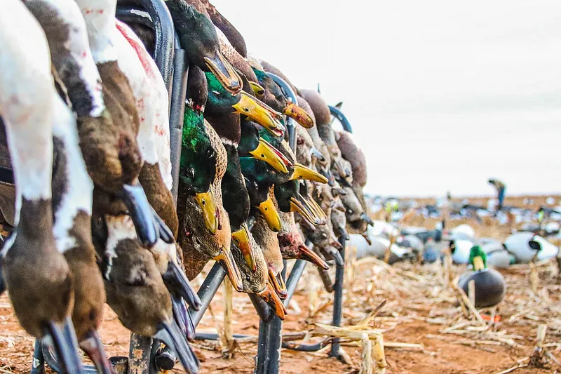 image 14