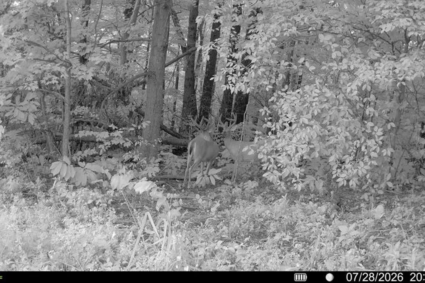 image two