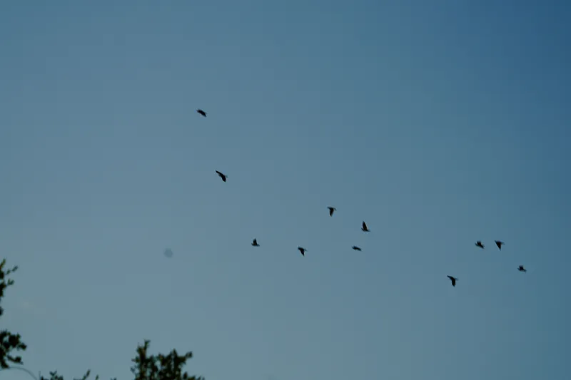 image 13