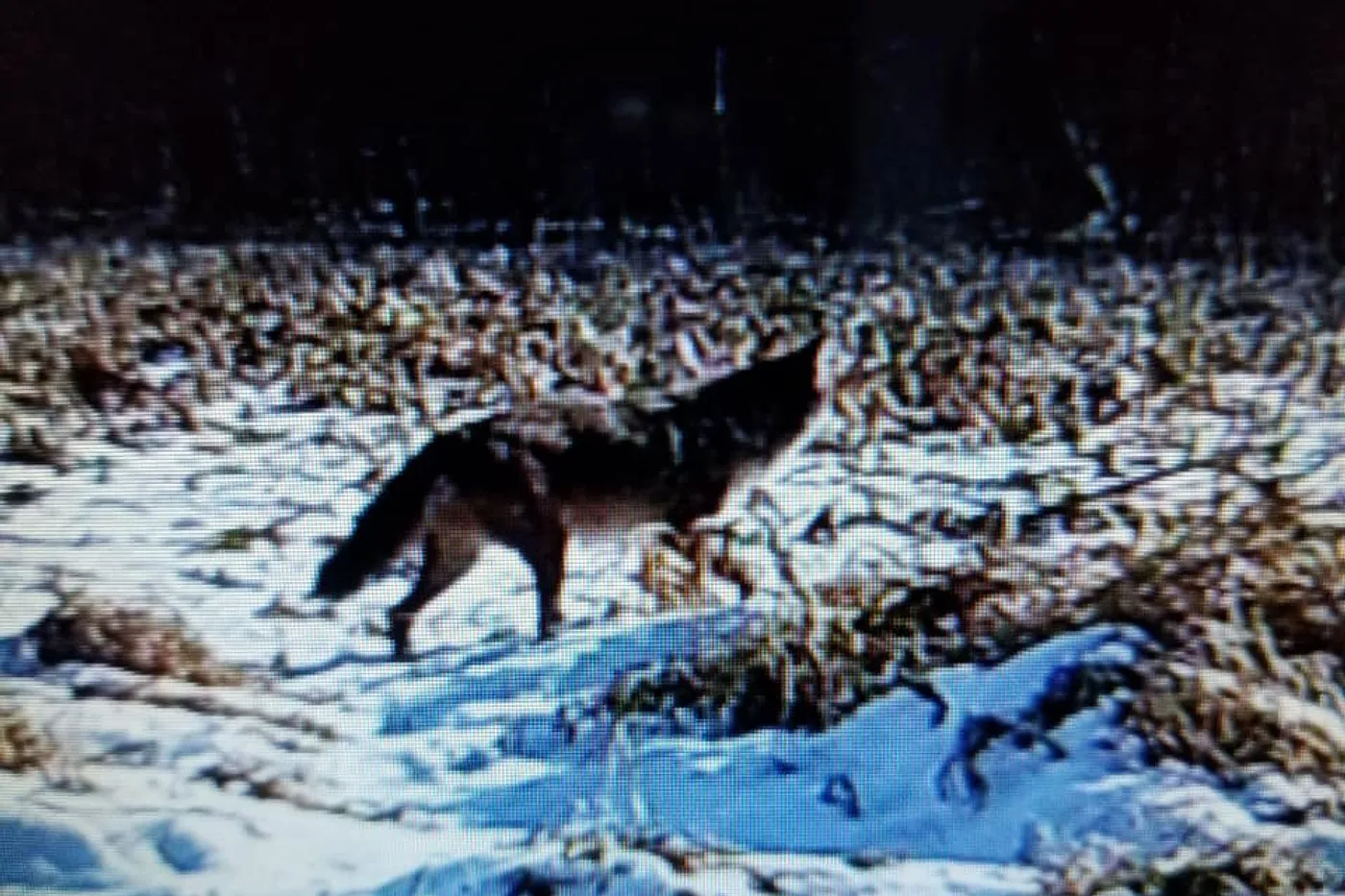 image two