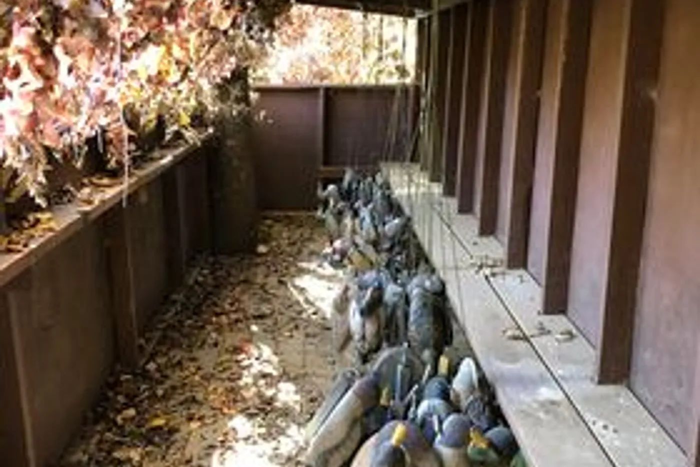 image three