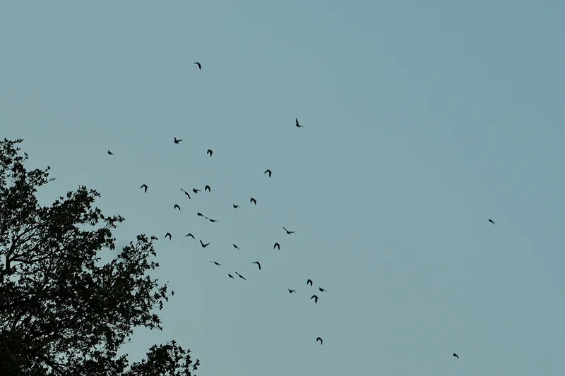 image 15