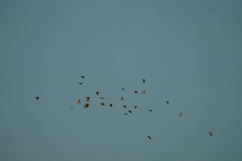 image 27