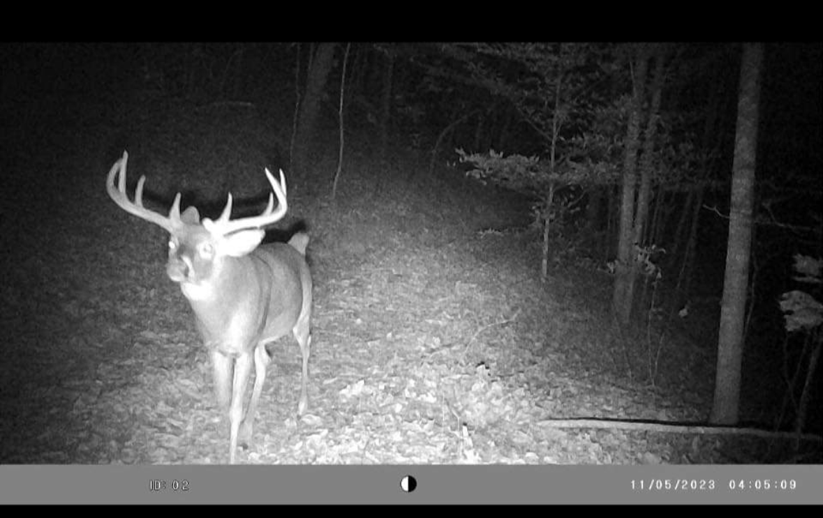 September Archery Whitetail Hunt in Southeastern Kentucky - photo