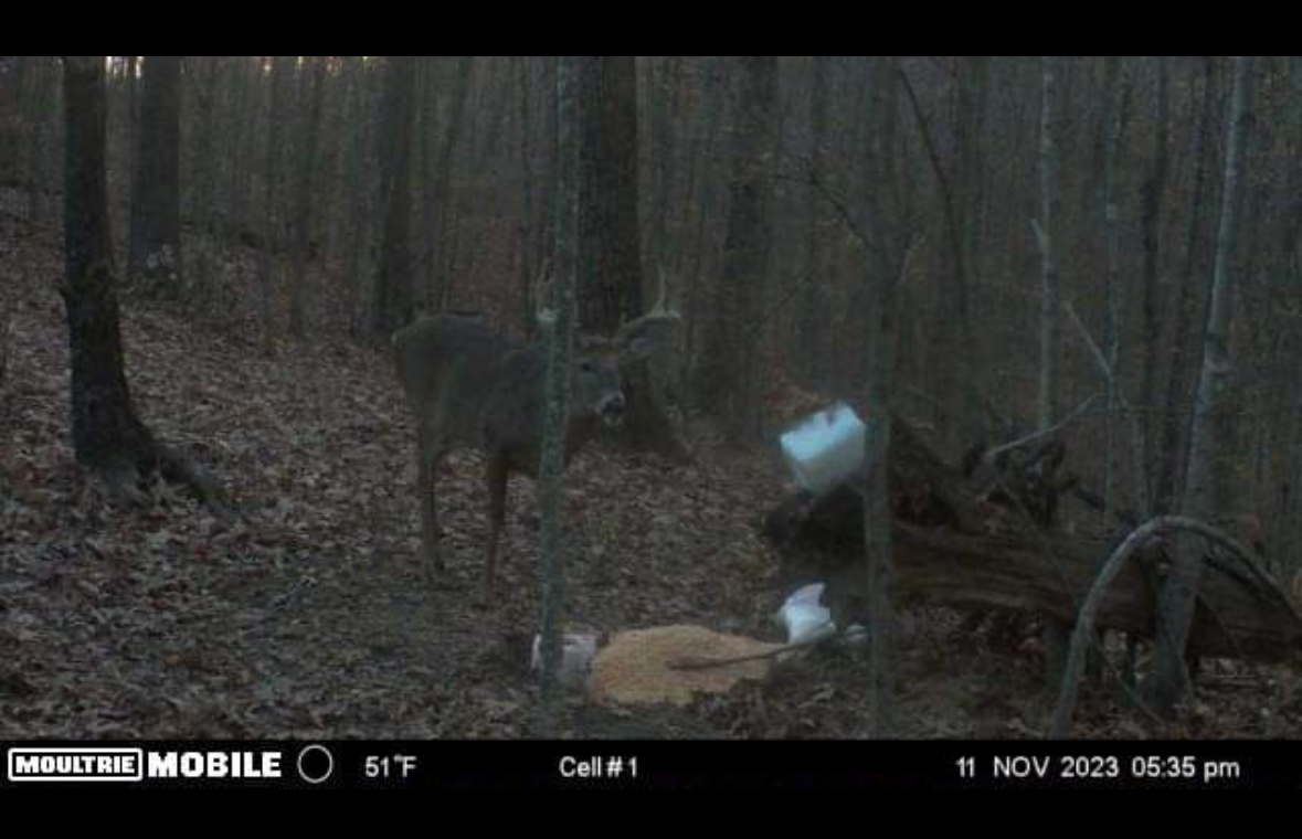 October Archery Whitetail Hunt in Southeastern Kentucky - photo