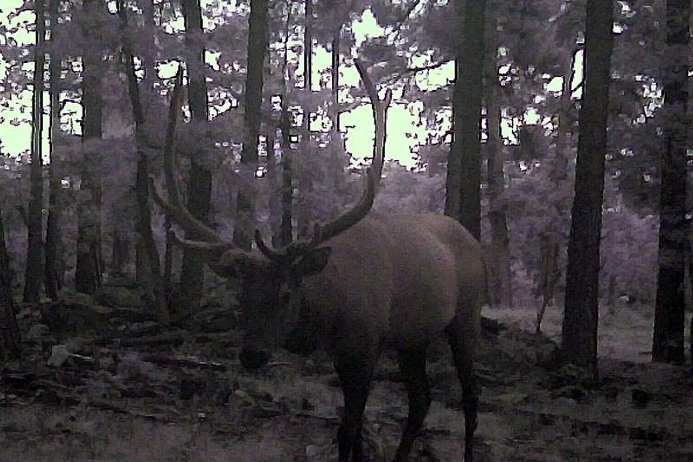 image three
