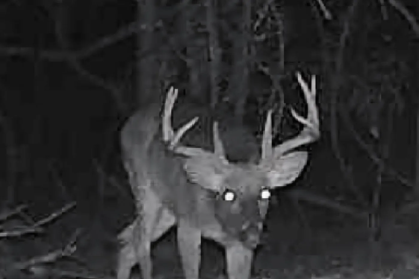 image four
