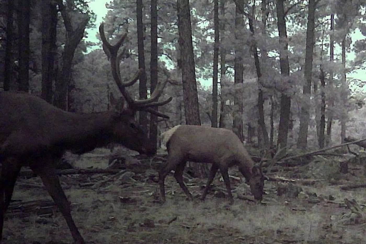 image four