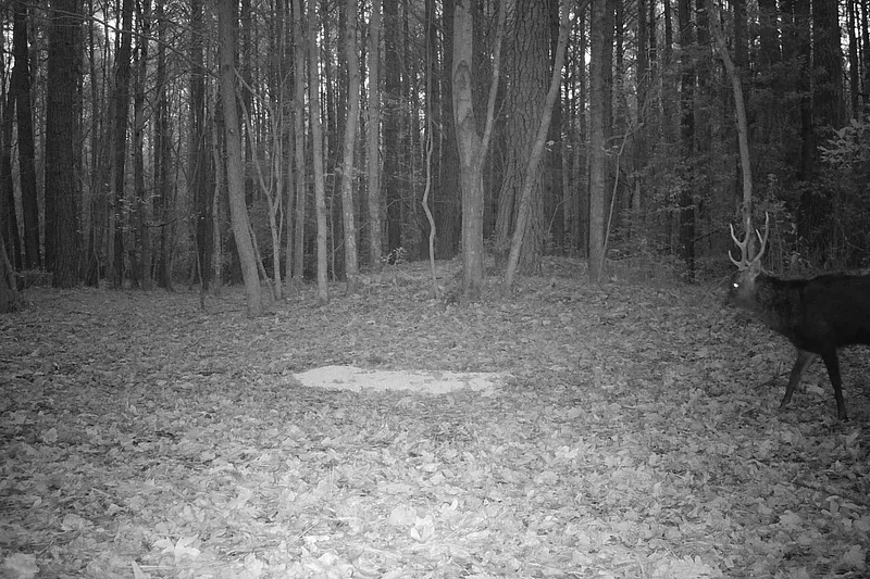 image 39