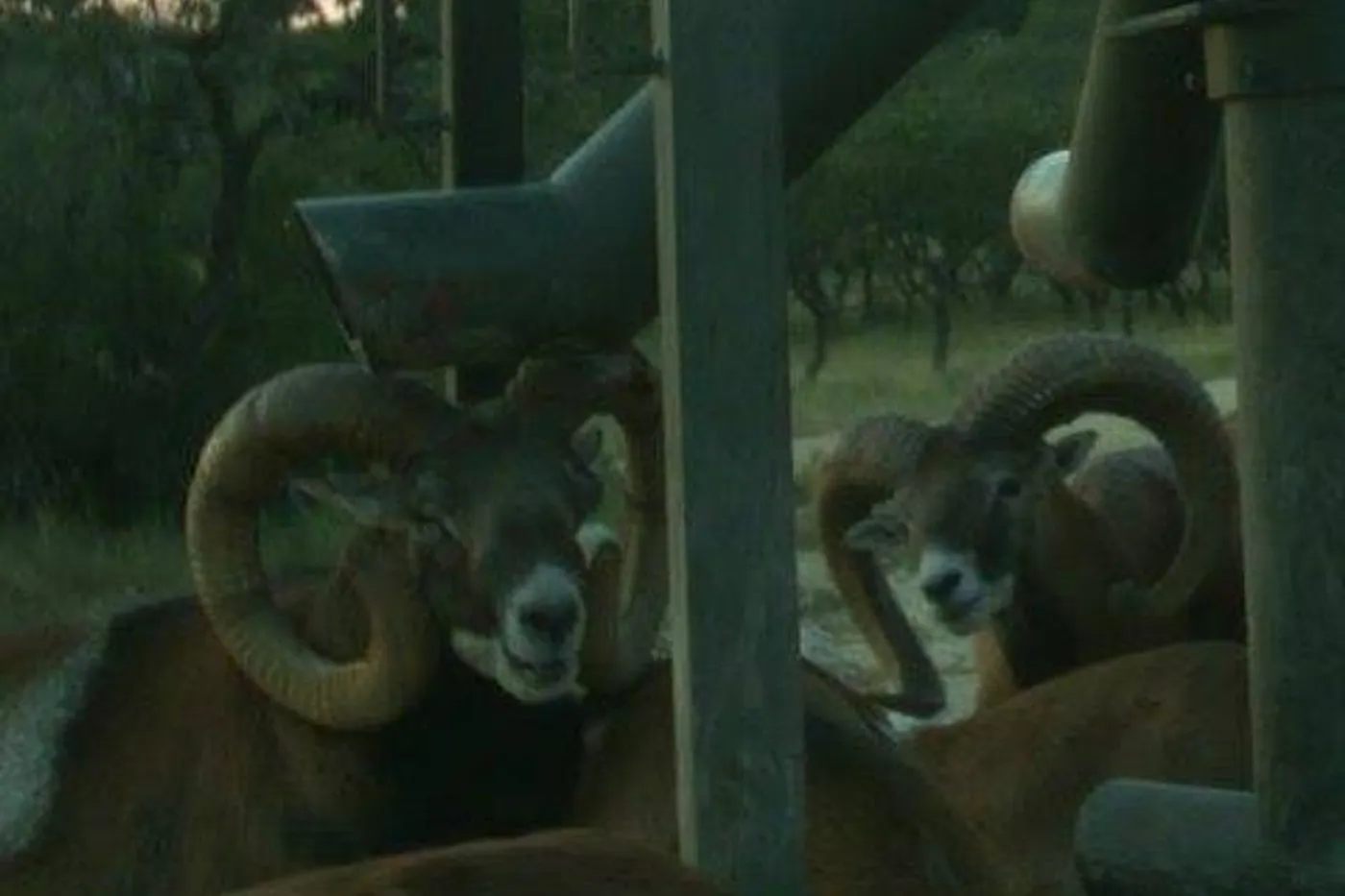 image three