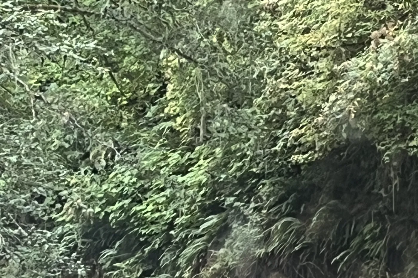 image three
