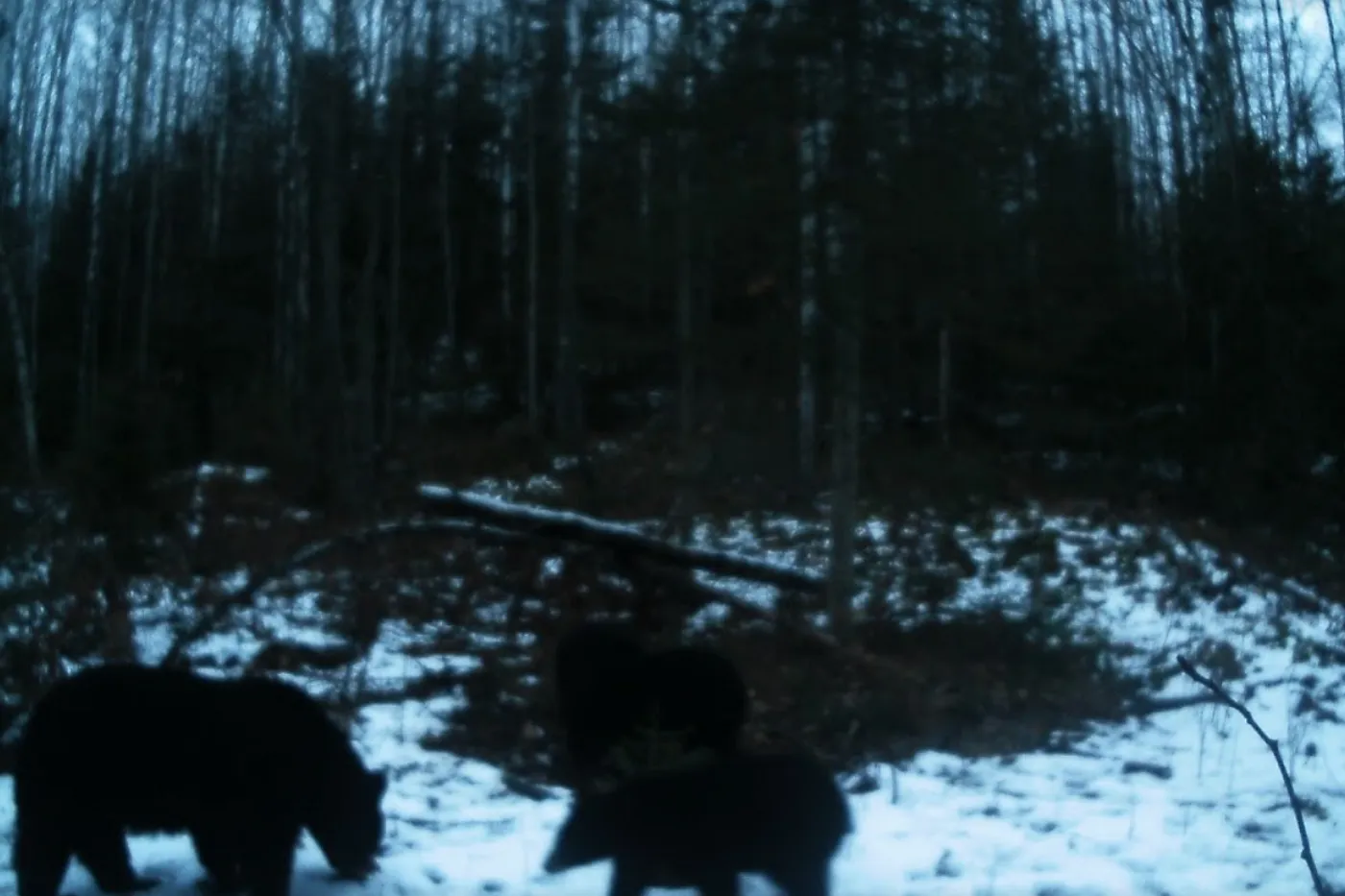 image four