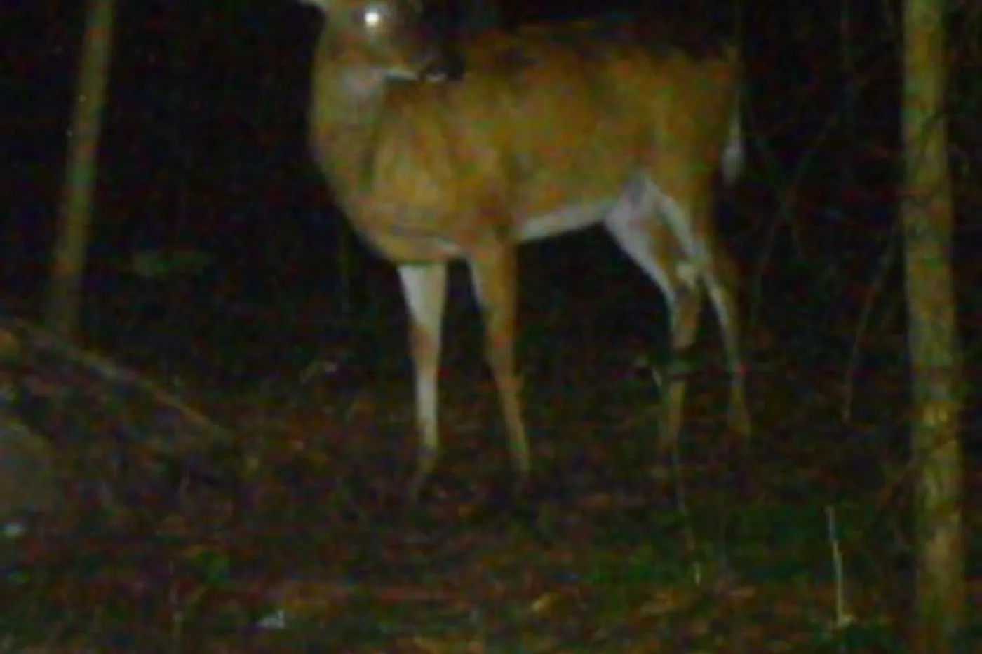 image four