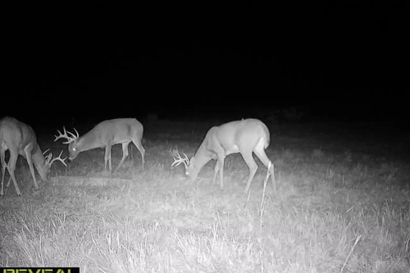 image two