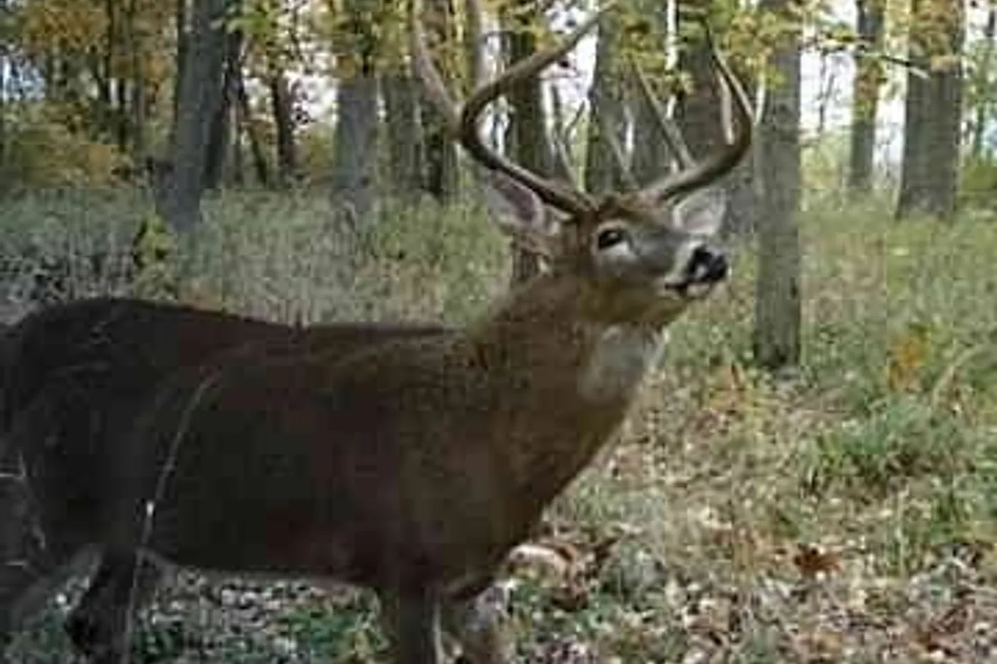 image four