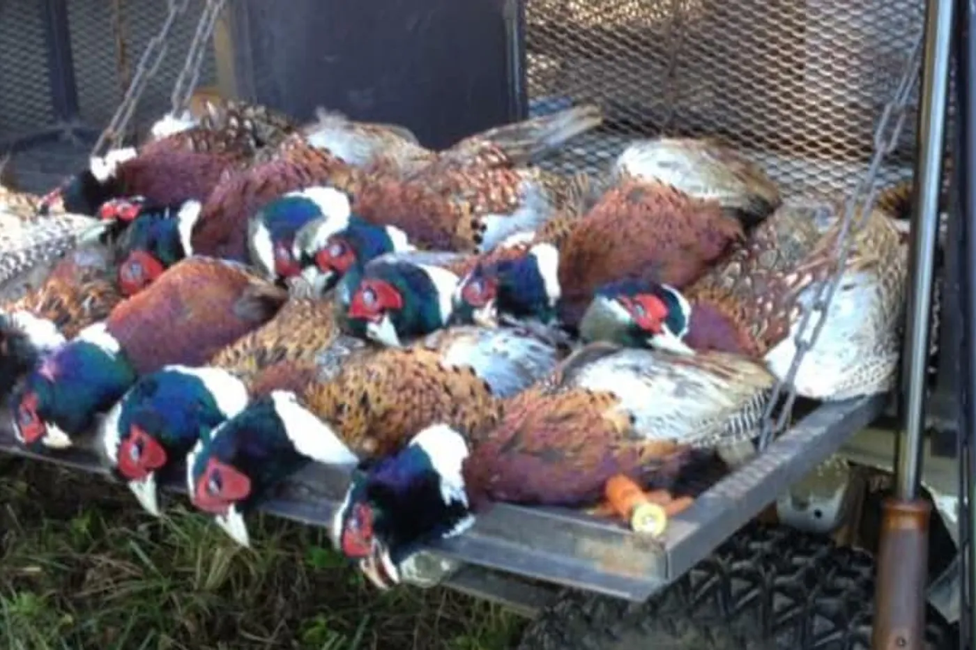 image four